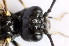 Allantus basalis