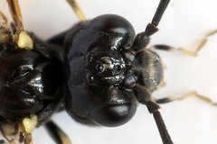 Allantus basalis