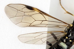 Allantus basalis