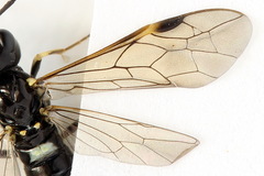Allantus basalis