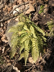 Asplenium fontanum fontanum