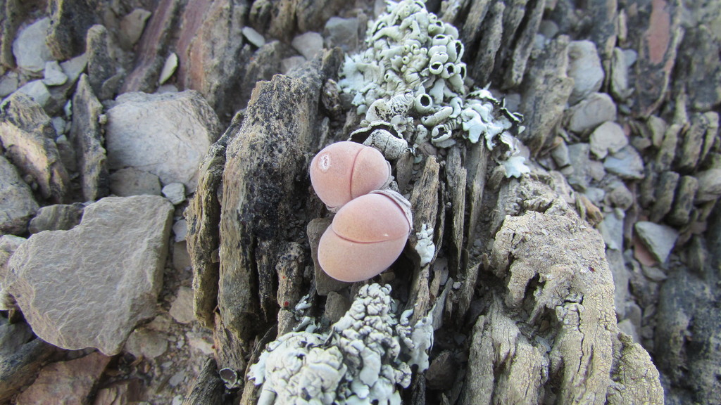 Gibbaeum dispar, Eden, ZA-WC, ZA