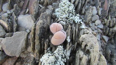Gibbaeum dispar