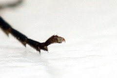 Allantus basalis
