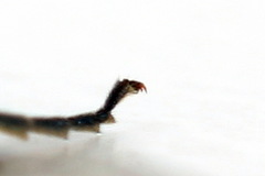 Allantus basalis