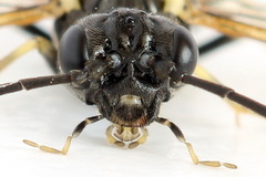 Allantus basalis
