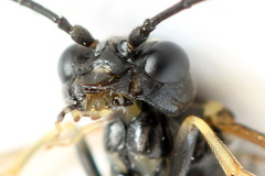 Allantus basalis