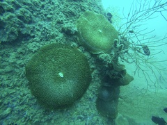 Amplexidiscus