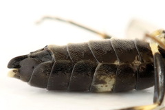 Allantus basalis