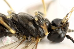 Allantus basalis
