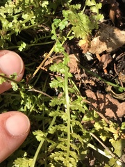 Asplenium fontanum fontanum