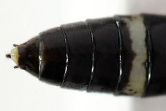 Allantus basalis