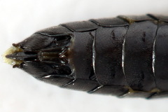 Allantus basalis