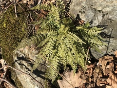 Asplenium fontanum fontanum