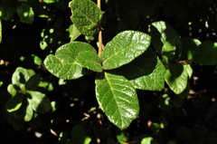 Quercus alpescens