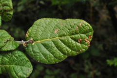 Quercus alpescens