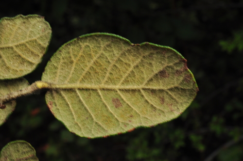 Quercus alpescens