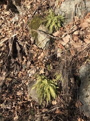 Asplenium fontanum fontanum