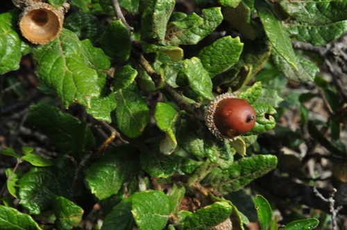 Quercus alpescens