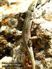 Darevskia schaekeli