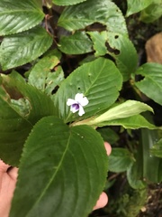 Viola stipularis