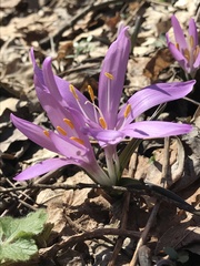 Colchicum bulbocodium