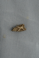 Nyctegretis triangulella