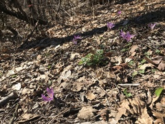 Colchicum bulbocodium