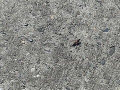 Platydracus stercorarius