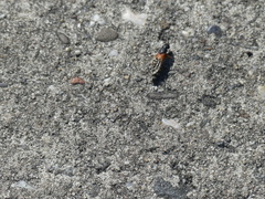 Platydracus stercorarius