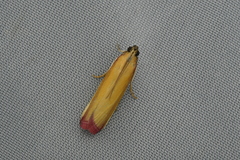 Oncocera semirubella