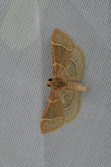 Hypsopygia glaucinalis