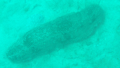 Astichopus multifidus