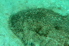 Astichopus multifidus