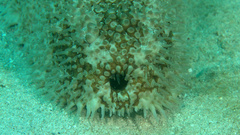 Astichopus multifidus