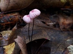 Marasmius bellipes