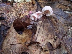 Marasmius bellipes