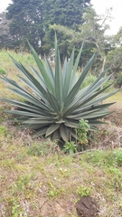 Agave tequilana