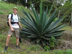 Agave tequilana