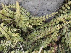 Asplenium trichomanes trichomanes