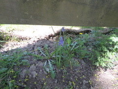 Muscari armeniacum