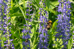Bombus sporadicus