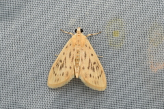 Tabidia strigiferalis