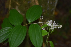 Maianthemum paniculatum