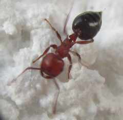 Crematogaster schmidti