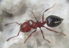 Crematogaster schmidti