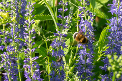 Bombus sporadicus