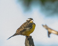 Emberiza cabanisi