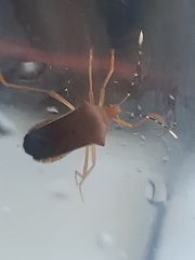 Anasa varicornis