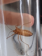 Anasa varicornis